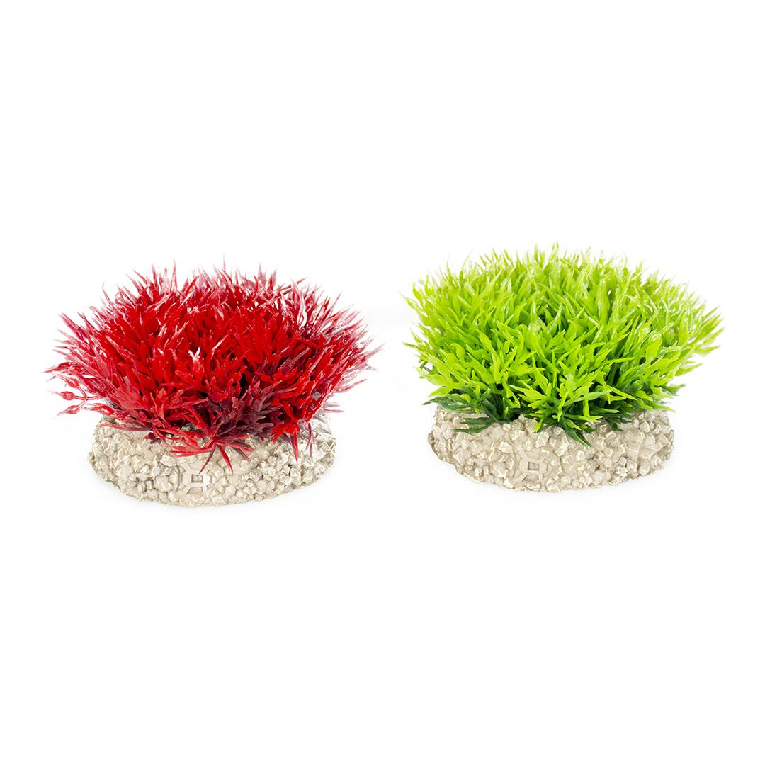 product/a/q/aqua-della_242_457801_vert-rouge_1.jpg