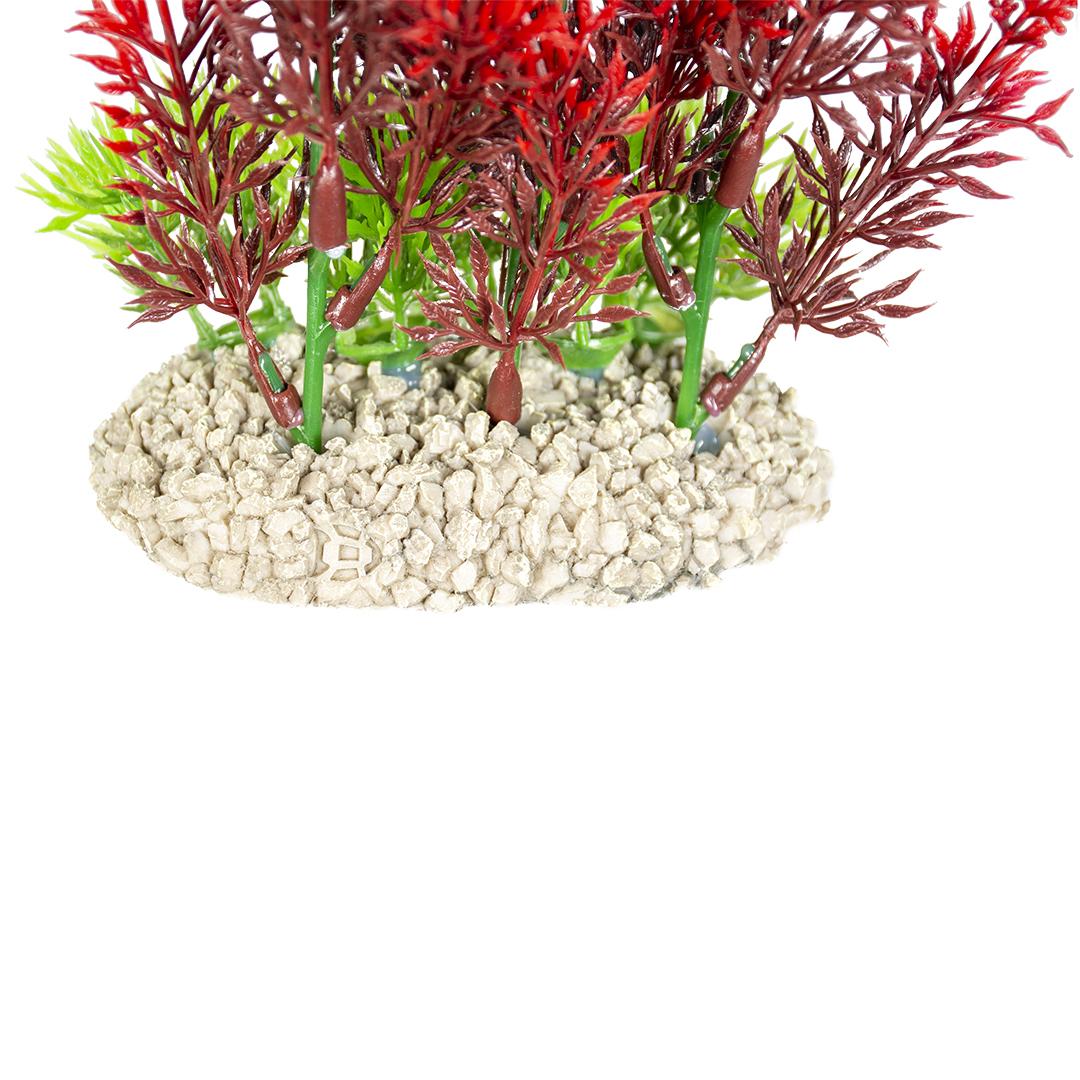 product/a/q/aqua-della_242_458488_vert-rouge_3.jpg