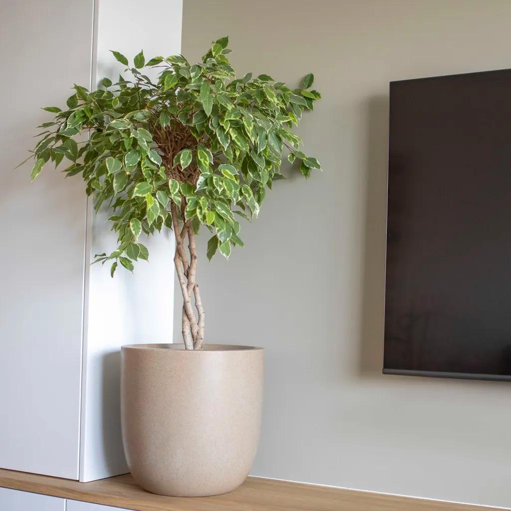 product/c/a/capi_445484_beige_8.jpg