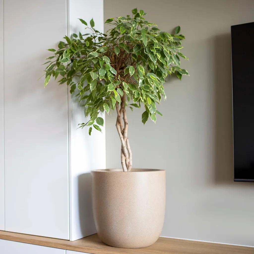 product/c/a/capi_445485_beige_9.jpg