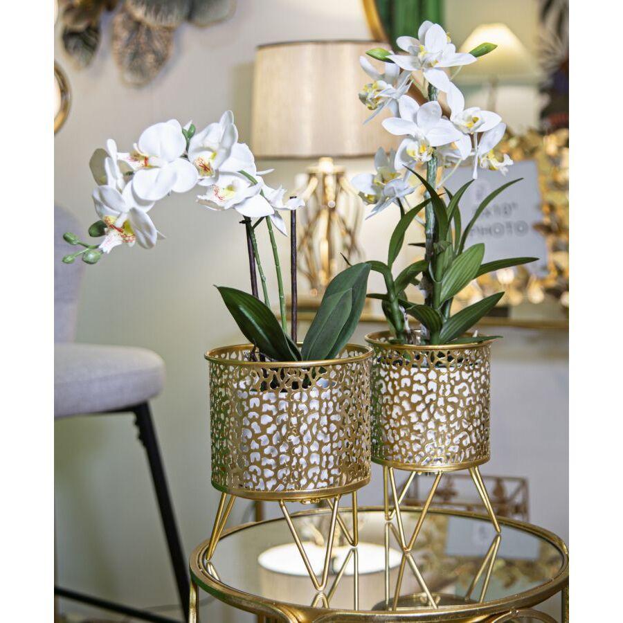 product/m/a/mauro-ferretti_1427960000_gold_5.jpg