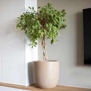 product/c/a/capi_445485_beige_9.jpg