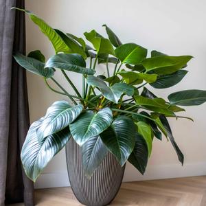 product/c/a/capi_445500_anthracite_1.jpg