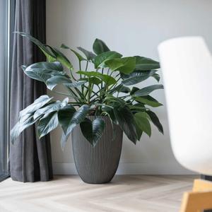 product/c/a/capi_445500_anthracite_3.jpg