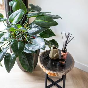 product/c/a/capi_445500_anthracite_4.jpg