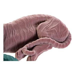 product/d/k/dkd-home-decor_s3016859_vert-rose_2.jpg