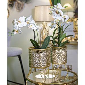 product/m/a/mauro-ferretti_1427960000_gold_5.jpg