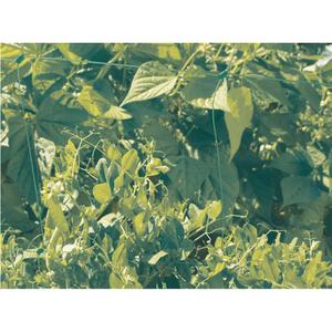product/n/o/nortene_120225_green_5.jpg
