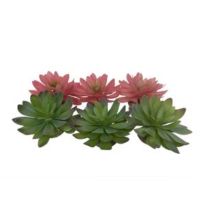 242-465844-accessoire-de-terrarium-echeveria-terra-della-couleurs-melangees